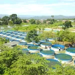 hatchery budidaya ikan nila
